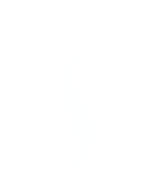 spine